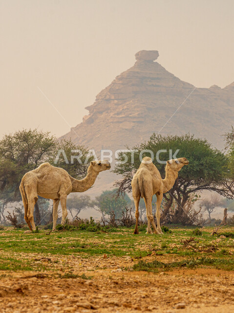 تصوير قافلة من الجمال تمشي وسط الصحراء, مجموعة من الإبل تسير في المناطق الصحراوية بالمملكة العربية السعودية، تربية الجمال والنوق، الطبيعة الصحراوية في السعودية