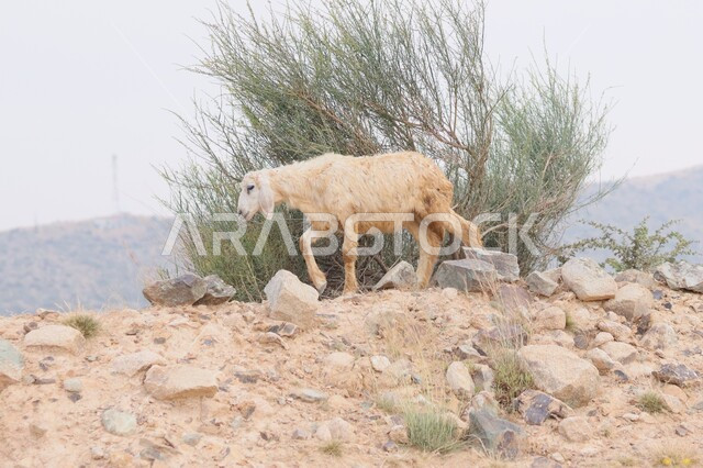 صغير الخروف الضأن يمشي في جبل رعي الحيوانات و المواشي , تربية الخراف في المناطق الجبلية في جنوب المملكة العربية السعودية 