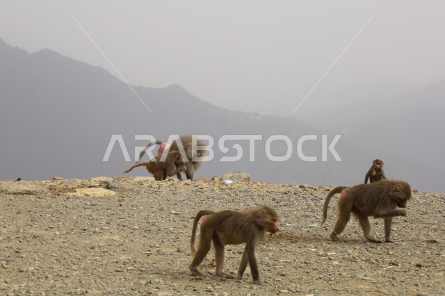A group of ferocious baboons in the mountainous highlands, diverse livestock in the Kingdom, preserving animals within natural reserves, the presence of monkeys in the mountains of Abha in the Asir region, wildlife in Saudi Arabia