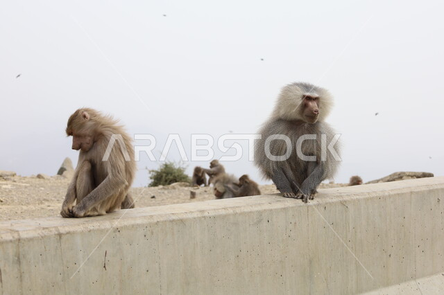قردان يجلسان في مرتفع جبلي من نوع البابون، تواجد القرود في جبال أبها بمنطقة عسير, الحفاظ على الحيوانات ضمن محميات طبيعية, تنوع الثروة الحيوانية في المملكة, الحياة البرية في السعودية