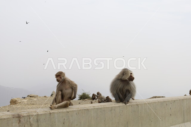 قردا بابون يجلسان في مرتفع جبلي، تواجد القرود في جبال أبها بمنطقة عسير, الحفاظ على الحيوانات ضمن محميات طبيعية, تنوع الثروة الحيوانية في المملكة, الحياة البرية في السعودية