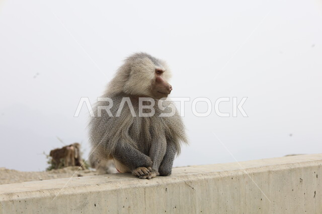 حيوان قرد البابون الشرس يجلس في مرتفع جبلي، تواجد القرود في جبال أبها بمنطقة عسير, الحفاظ على الحيوانات ضمن محميات طبيعية, تنوع الثروة الحيوانية في المملكة, الحياة البرية في السعودية