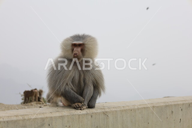 جلوس قرد البابون الشرس في المرتقعات الجبلية، تواجد القرود في جبال أبها بمنطقة عسير, الحفاظ على الحيوانات ضمن محميات طبيعية, تنوع الثروة الحيوانية في المملكة, الحياة البرية في السعودية