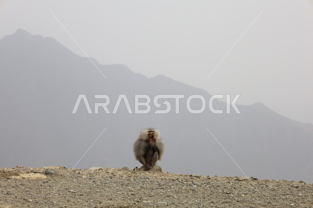 قرد البابون الشرس في المرتقعات الجبلية، تواجد القرود في جبال أبها بمنطقة عسير, الحفاظ على الحيوانات ضمن محميات طبيعية, تنوع الثروة الحيوانية في المملكة, الحياة البرية في السعودية