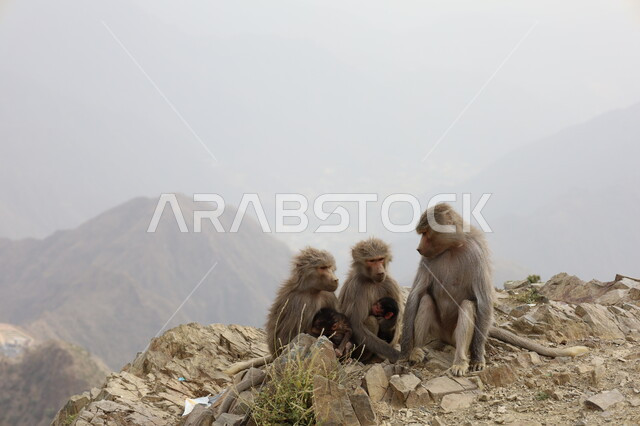 مجموعة من القرود في جبال أبها بمنطقة عسير, الحفاظ على الحيوانات ضمن محميات طبيعية, تنوع الثروة الحيوانية في المملكة, الحياة البرية في السعودية, قرد البابون الشرس في المرتقعات الجبلية