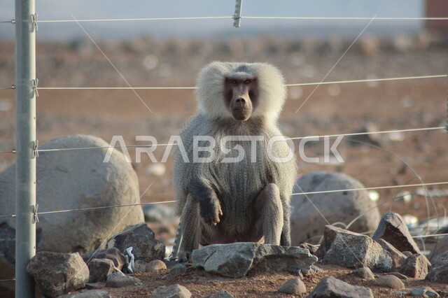 الحفاظ على الحيوانات ضمن محميات طبيعية, تنوع الثروة الحيوانية في المملكة, تواجد القرود في جبال أبها بمنطقة عسير, الحياة البرية في السعودية, قرد البابون الشرس في المرتقعات الجبلية