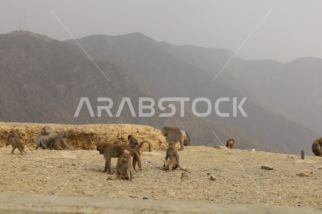 Baboons sitting on the mountain peak, mountain highlands in Abha in the Asir region, diverse livestock in the Kingdom, preserving animals within natural reserves, wildlife of monkeys in Saudi Arabia