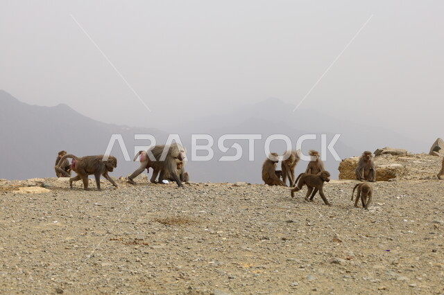 The mountains of Abha in the Asir region are full of monkeys, the ferocious baboons in the mountain highlands, the diverse livestock in the Kingdom, the preservation of animals within natural reserves, wildlife in Saudi Arabia