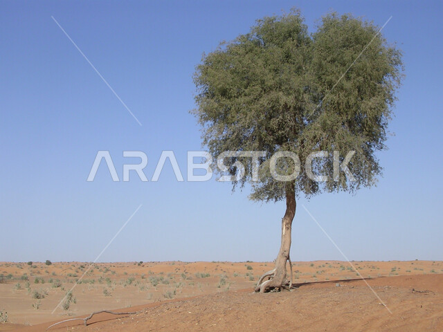 شجرة خضراء وسط الكثبان الرملية في الصحاري في النهار، البيئة الصحراوية والأراضي الجرداء في صحراء شبه الجزيرة في الامارات العربية المتحدة، نمو النباتات البرية والأعشاب، خلفية الطبيعة