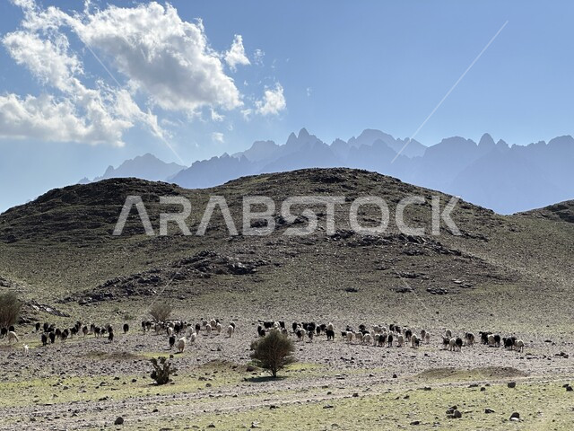 A herd of cattle grazing in Saudi lands, the mountainous natural terrain in the Kingdom, peaks, highlands and high mountains, dry desert environment, Gulf wildlife lifestyle, blue sky background with white clouds