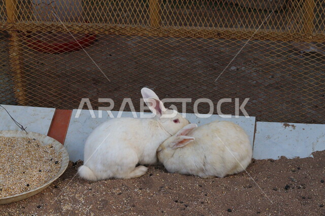 مفهوم العناية بالثديات، صورة لأرنب أبيض اللون في احد المزارع في المملكة العربية السعودية، الحفاظ على الأرانب ورعايتهم، توفير الطعام المناسب لهم