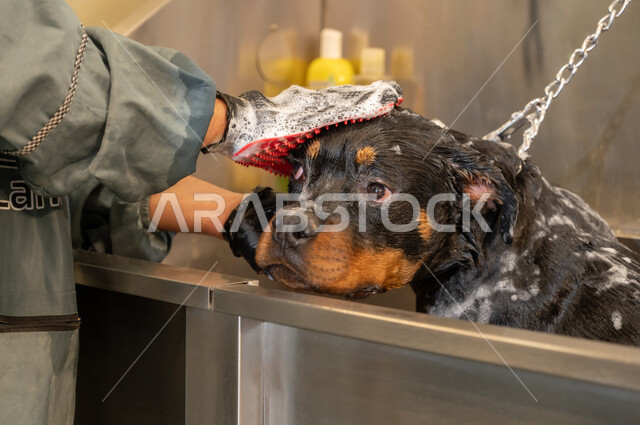 تشخيص وعلاج الحيوانات،  تقديم الفحوصات والعلاجات المناسبة للكلاب، مفهوم العناية والرفق بالحيوان، صورة ليد طبيب عربي خليجي سعودي يرتدي القفازات يقوم بفحص ومعالجة كلب داخل عيادة بيطرية ويضع الكمامة، زيارة المراكز والعيادات البيطرية السعودية