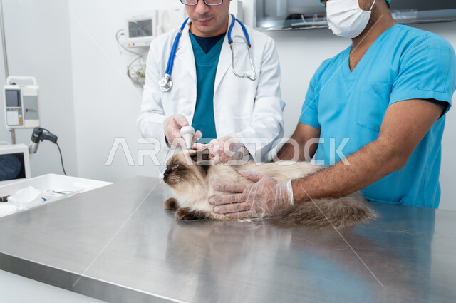 Visiting Saudi veterinary centers and clinics, the importance of periodic medical examination for domestic cats, the concept of care and care for pets, a Saudi Arabian Gulf veterinarian treating a small cat
