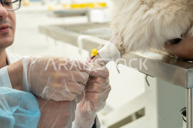 الاهتمام والمحافظة على صحة القطط المنزلية،زيارة المراكز والعيادات البيطرية السعودية، أهمية الفحص الطبي الدوري ، مفهوم الاهتمام والعناية بالحيوانات الاليفة، طبيب بيطري عربي خليجي سعودي يقوم بمعالجة وفحص قطة صغيرة