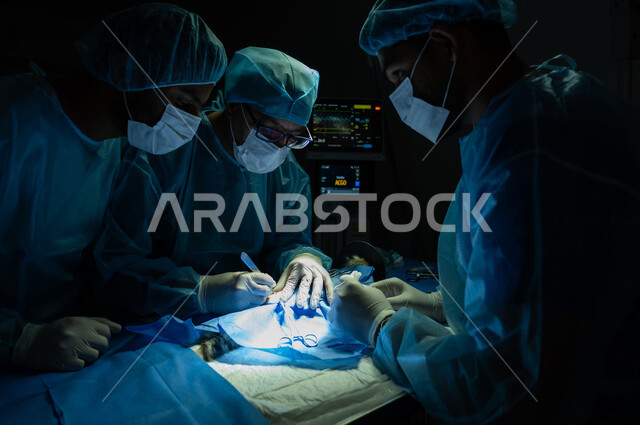 فريق من الأطباء الجراحين البيطريين المختصين يرتدون اليونيفورم المعقم والكمامة يقومون بإجراء عملية لقطة صغيرة داخل غرفة العمليات، حجرة مجهزة بكافة الأدوات والاجهزة الطبية المعقمة في عيادة بيطرية، مفهوم الرعاية الصحية والعناية والرفق بالحيوان