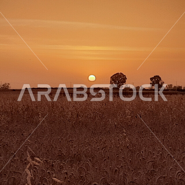 منظر الغروب على السنابل الذهبية والأعشاب, خلفية السماء المليئة بالغيوم, حقول القمح في المملكة العربية السعودية, المناطق الريفية والطبيعة الهادئة, محاصيل زراعية محلية وطنية