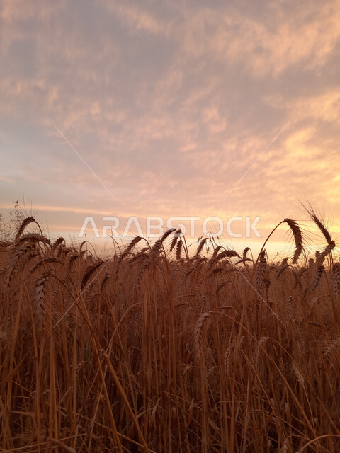 حقول القمح في المملكة العربية السعودية, منظر الغروب على السنابل الذهبية والأعشاب, خلفية السماء المليئة بالغيوم, المناطق الريفية والطبيعة الهادئة, محاصيل زراعية محلية وطنية 