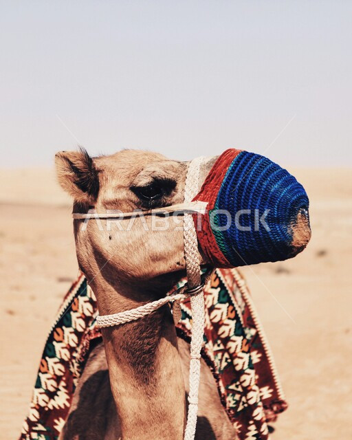 Linking the concept of heritage and Arabism to camels, a close-up of a purebred Arabian camel moving in the deserts of the Kingdom of Saudi Arabia, establishing natural reserves to care for livestock and taking care of them, taming camels by covering their mouths with veils.