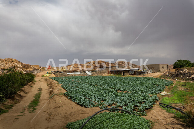 أرض زراعة الخضار في منطقة أبها في المملكة العربية السعوديةالسعودية