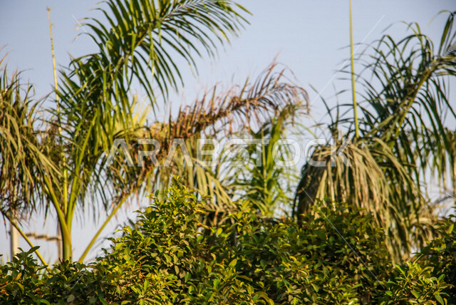 Wonderful views of the nature of the green fields farm in Saudi Arabia