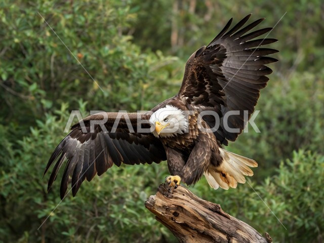 تربية الحيوانات الجارحة المفترسة في البراري، طائر النسر يقف على غصن خشبي في المحميات الطبيعيه في المملكة العربية السعودية، خلفية الطبيعه