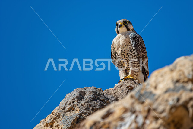 رمز القوة والتحدي وحدة البصر، إقامة نادي الصقور في موسم الصيد السنوي في المملكة العربية السعودية، تدريب وترويض الطيور الجارحة والمفترسة، الفخر بالتراث السعودي العريق في تربية طائر الصقر، صورة مقربة لطائر الصقر في إحدى المحميات الطبيعية