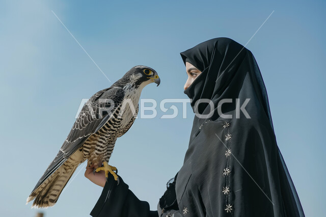 The long history of the Saudi heritage in raising free-range birds of prey, the activities of the annual falcon hunting season in the Kingdom, the taming of animals in natural reserves, the transmission of the legacy of ancestors to grandchildren, a picture from the side of a veiled Saudi Gulf Arab woman wearing a black abaya, holding a falcon bird on her hand.