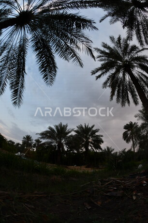 صورة ظلية لمجموعة من اشجار النخيل  ، مزرعة نخيل