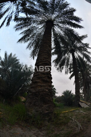 صورة ظلية لمجموعة من اشجار النخيل  ، مزرعة نخيل