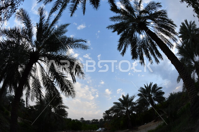 صورة ظلية لمجموعة من اشجار النخيل  ، مزرعة نخيل