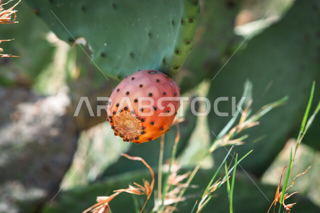  أوراق البرشومي الخضراء الشوكية، مناخ قاسي وحار، صورة مقربة لحبة الصبار في مزارع المملكة العربية السعودية، فواكه صيفية غنية بالفوائد الصحية، الطعام المفضل للجمل في الصحراء، فاكهة التين الشوكي الصحراوية المثمرة