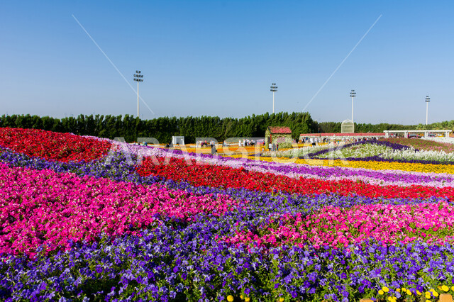الحفاظ على البيئة والتنمية المستدامة، حقول الورود الملونة في مهرجان الزهور والحدائق، وجهه عائلية بيئية ثقافية وترفيهية، الديكورات والتصاميم في حديقة مدينة ينبع الصناعية، معارض ومهرجانات طبيعية سياحية في المملكة العربية السعودية