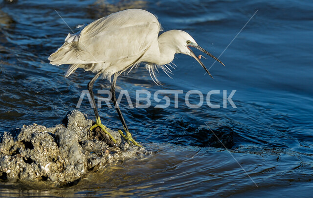 طيور مهاجرة , طائر البلشون الأبيض الصغير , ذو ريش أبيض نقي ومنقار أسود طويل  , يخطو فوق المستنقعات المائية بحثا عن الطعام