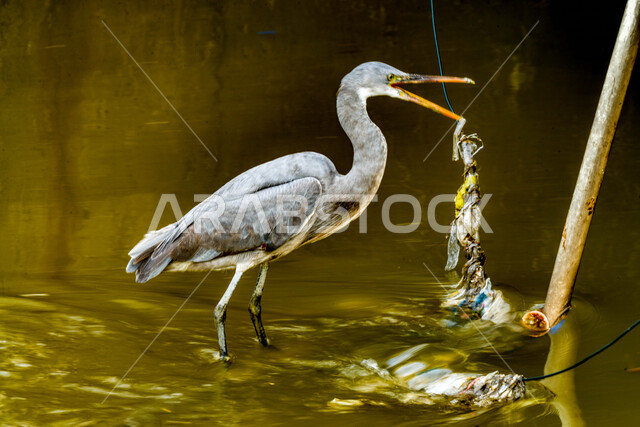 طيور مهاجرة تسمى مالك الحزين الرمادي العظيم , ذو سيقان ومنقار طويل  , تخطو فوق المستنقعات المائية بحثا عن الطعام