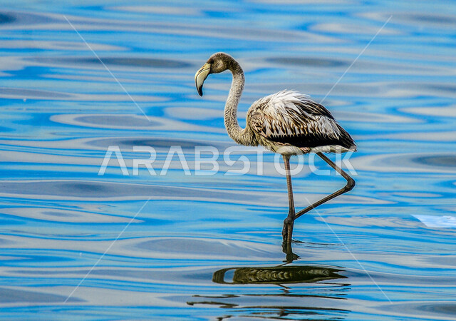 طيور مهاجرة ذو أجنحة باللون الأسود والأبيض  , سيقان طويلة , منقار أسود , تخطو فوق المستنقعات المائية بحثا عن الطعام