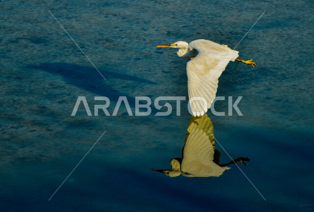 طيور مهاجرة تسمى مالك الحزين الرمادي العظيم , ذو سيقان ومنقار طويل  , تخطو فوق المستنقعات المائية بحثا عن الطعام