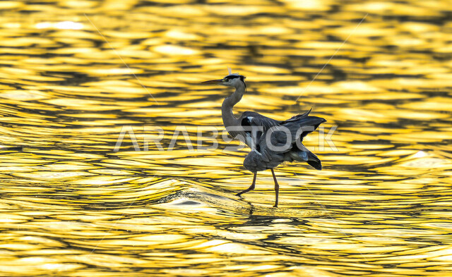 طيور مهاجرة ذو أجنحة باللون الأسود والأبيض  , سيقان طويلة , منقار أسود , تخطو فوق المستنقعات المائية بحثا عن الطعام