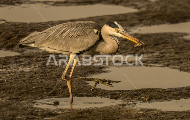Migratory birds called the great gray heron, with long legs and a long beak, trudge over water bogs in search of food