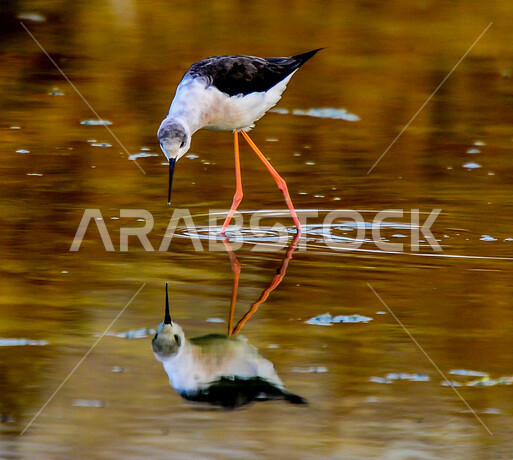 طيور مهاجرة ذو أجنحة باللون الأسود والأبيض  , سيقان طويلة , منقار أسود , تخطو فوق المستنقعات المائية بحثا عن الطعام