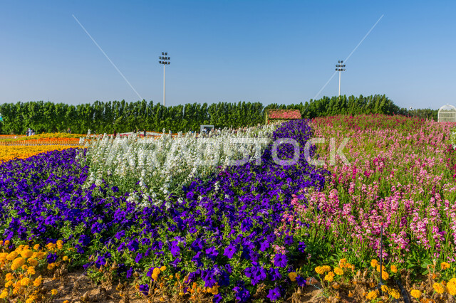 الحفاظ على البيئة والتنمية المستدامة، مهرجانات و معارض طبيعية سياحية في المملكة العربية السعودية، وجهه عائلية بيئية ثقافية وترفيهية، سجادة الأزهار الملونة في مهرجان الورود والحدائق، الديكورات والتصاميم في حديقة المناسبات بمدينة ينبع الصناعية
