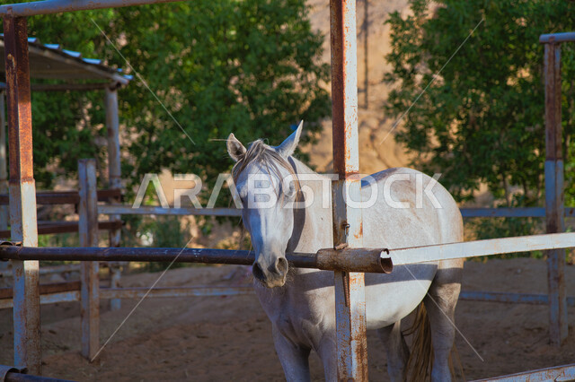 إسطبل لرعاية و ترويض الخيول في المملكة العربية السعودية, نادي الفروسية السعودي, حصان أبيض عربي أصيل, مزارع لتربية و تدريب الأحصنة