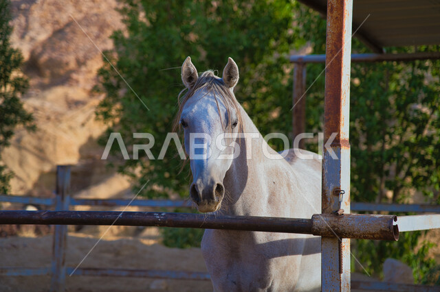 A stable for caring and taming horses in the Kingdom of Saudi Arabia, the Saudi Equestrian Club, a purebred white Arabian horse, farms for breeding and training horses