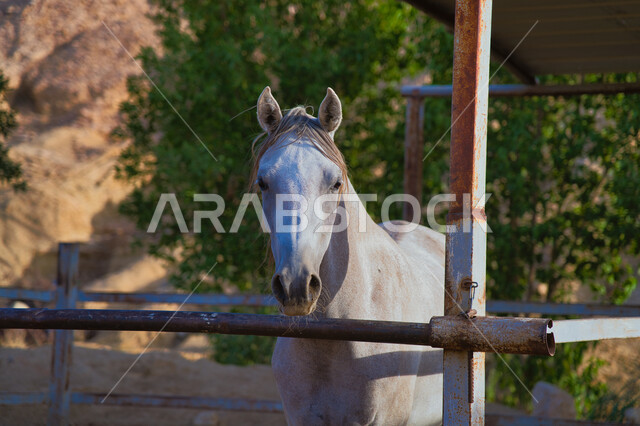 مزارع لتربية و تدريب الأحصنة, إسطبل لرعاية و ترويض الخيول في المملكة العربية السعودية, نادي الفروسية السعودي, حصان أبيض عربي أصيل