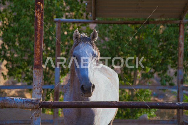 إسطبل لرعاية و ترويض الخيول, نادي الفروسية السعودي, خيل أبيض عربي أصيل, مزرعة لتربية و تدريب الأحصنة بالمملكة العربية السعودية