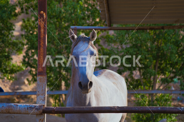 مزرعة لتربية و تدريب الأحصنة بالمملكة العربية السعودية, إسطبل لرعاية و ترويض الخيول, نادي الفروسية السعودي, خيل أبيض عربي أصيل
