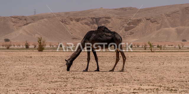 حيوان الإبل يمشي على الرمال الذهبية الناعمة في وقت النهار, الكثبان الرملية في المناطق الصحراوية, تربية المواشي والحيوانات في المحميات الطبيعية, جمل يقف في صحراء المملكة العربية السعودية, خلفية الطبيعة