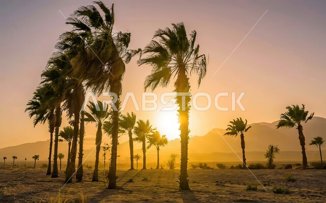 تشكل التلال و الهضاب والكثبان الرملية ، تمايل أشجار النخيل في صحراء السعودية, الرياح والعواصف الهائجة في الصحاري العربية, البيئة الصحراوية في المملكة