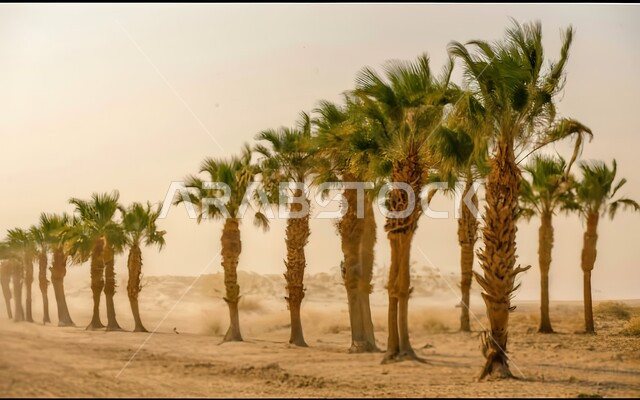 الرياح والعواصف الهائجة في الصحاري العربية, البيئة الصحراوية في المملكة, تمايل أشجار النخيل في صحراء السعودية, تشكل التلال و الهضاب والكثبان الرملية 