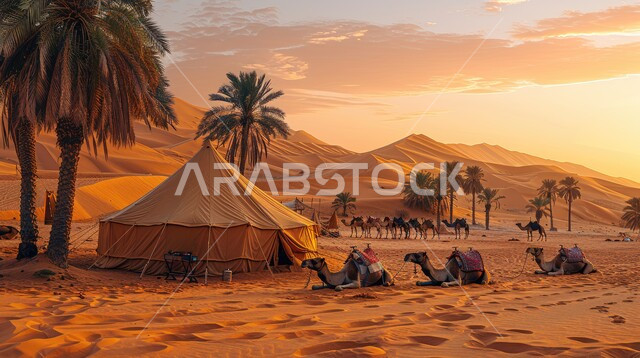 كشتة و جلسة بر شبابية، خيمة بدوية شعبية وسط الرمال، التضاريس والكثبان الذهبية الناعمة، التخييم في صحاري المملكة العربية السعودية, مخيمات سياحية في المناطق البرية، السماء وقت غروب الشمس، الجمال وتربية الحيوانات والماشية، حياة البدو في الصحراء