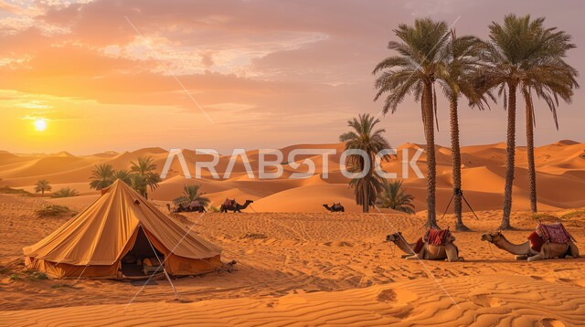 كشتة و جلسة بر شبابية، خيمة بدوية شعبية وسط الرمال، التضاريس والكثبان الذهبية الناعمة، التخييم في صحاري المملكة العربية السعودية, مخيمات سياحية في المناطق البرية، السماء وقت غروب الشمس، الجمال وتربية الحيوانات والماشية، حياة البدو في الصحراء